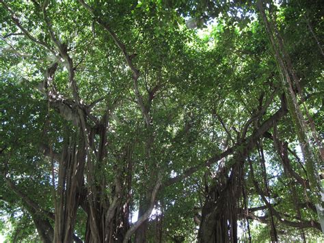 The Parks Department: Merrie Christmas Park