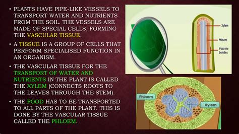 TRANSPORTATION IN ANIMALS AND PLANTS | PPTX