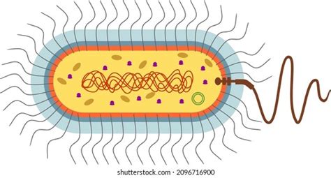 Bacterial Cell Structure 的图像结果