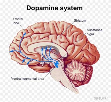 大脑什么位置分泌多巴胺？ - 知乎