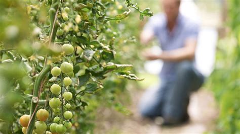 Seminis | High quality vegetable seed varieties | Vegetables by Bayer