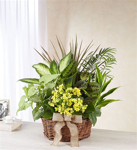 European Sympathy Dish Garden | Portland Oregon Florist | Nancy's ...