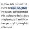 7. What are plastids? Mention the functions of each type of plastids ...