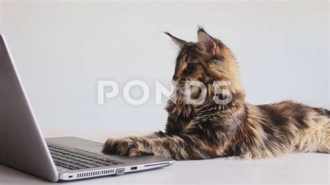 Cat Using Computer 的图像结果