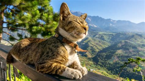 Veterinarians in Aurora, CO | Animal Care Center of Aurora