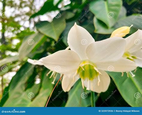Amazon Lily, Scientific Name Eucharis Grandiflora. Stock Photo - Image ...