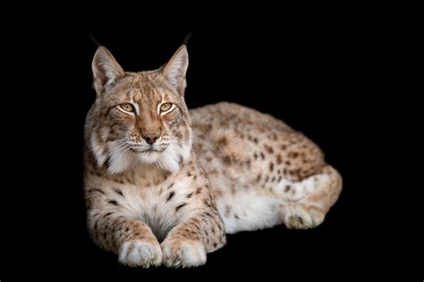 North American Lynx