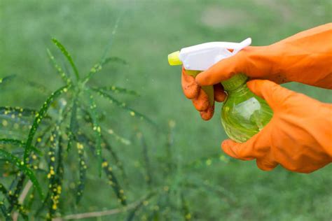 Neem Oil For Bed Bugs: A Natural Solution For Pest Control – Moksha ...
