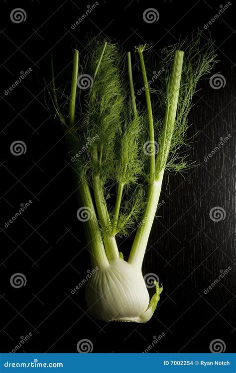 Hinojo en negro foto de archivo. Imagen de hinojo, verde - 7002254