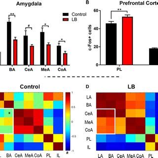 Image result for Depression Amygdala Prefrontal Cortex