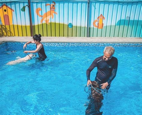 Pet Grooming, Pet Park, Pet Boarding | Tails of the City