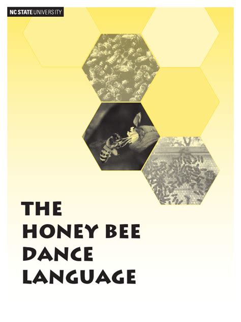 Image result for Bee Dance Language