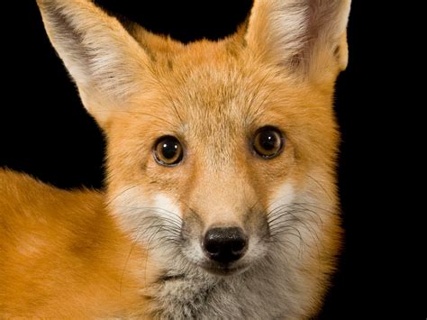 Red Fox's Instagram, Twitter & Facebook on IDCrawl