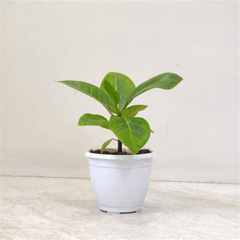 Ficus Altissima Yellow Gem Plant In 8.5 cm pot – ChhajedGarden.com