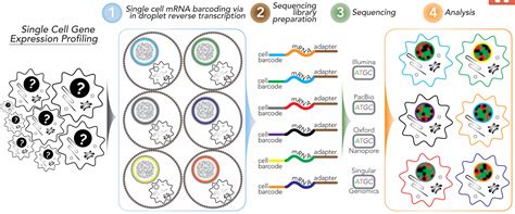 Image result for Single Cell Barcoding