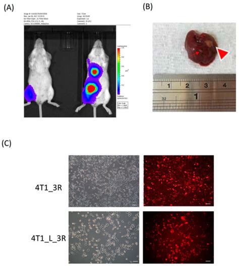 IJMS | Special Issue : Radiation in Multimodal Tumor Immune Therapies ...