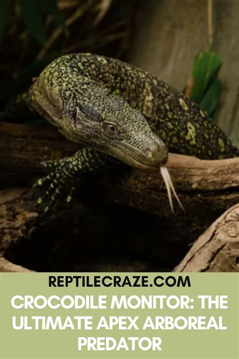 Crocodiles: The Apex Predators of the Animal Kingdom - Reptile Craze