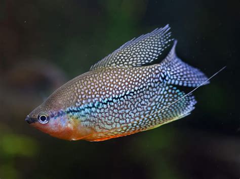 Chennai Aquarium - India’s #1 Online Aquarium & Aquascaping Store