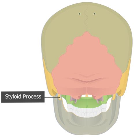 Image result for Functionality of the Styloid Process of Temporal Lobe