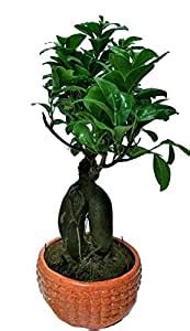 The Bonsai Plants 4 Years Old Ginseng Grafted Ficus Real Live Bonsai ...