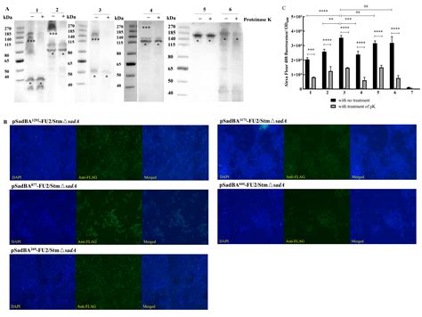 The Trimeric Autotransporter Adhesin SadA from Salmonella spp. as a ...