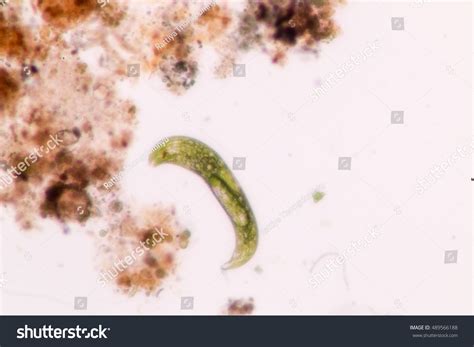 Euglena Under Microscope Stock Photo 489566188 | Shutterstock
