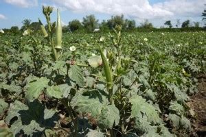 GROUNDOXY BEST QUALITY HYBRID LADYFINGER (BHINDI) VEGETABLE SEED FOR ...