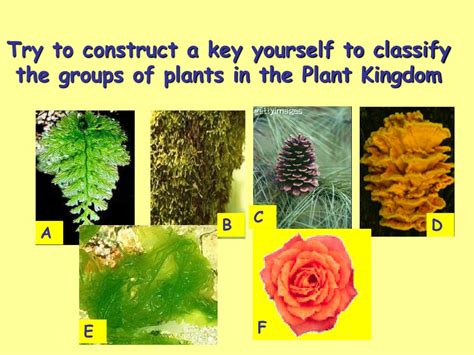 Image result for Identification key Tutorial