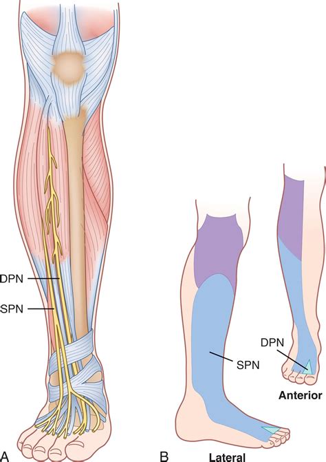 Deep Peroneal Nerve Innervation