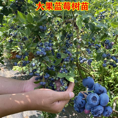八年的蓝莓树图片,蓝莓灌木丛图片,蓝莓树苗图片大全大图(第10页)_大山谷图库