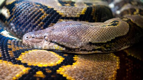 Image result for Python Swallowed a Human