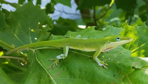 Camouflage Lizard - camouflage of lizard