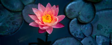 Bring the magic | Manulife Investments