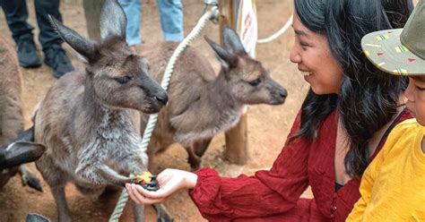 Wild Life Sydney Zoo Discount Entry (Bar Code Direct Entry) - Klook India