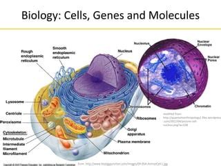 Next Generation Sequencing Introduction 的图像结果