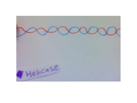 DNA Replication Process Model 的图像结果