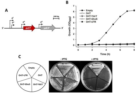 Orphan Toxin OrtT (YdcX) of Escherichia coli Reduces Growth during the ...