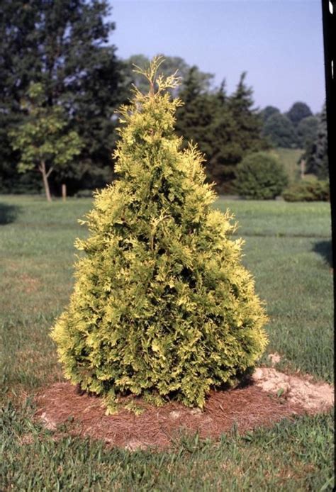 Thuja occidentalis 'Sunkist' - Sunkist American arborvitae | The Dawes ...