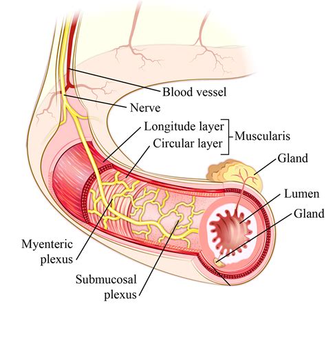 Muscle Layers of the Gastrointestinal Tract :: Behance