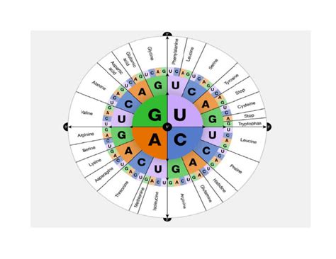 Genetic Code PDF 的图像结果