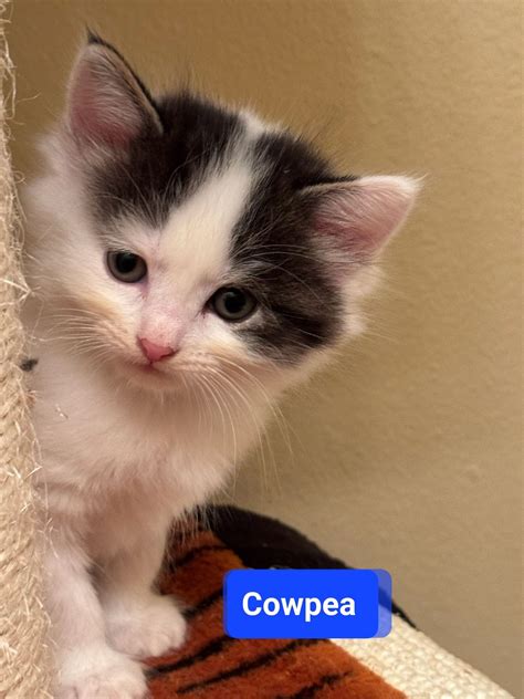 Adoptions,AK Krazy Kats Kitten & Kitty Korner , PetSmart (601 E Dimond ...