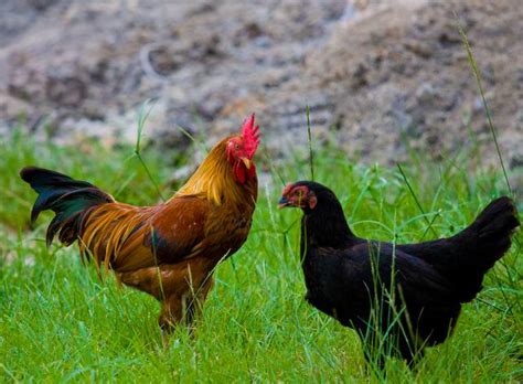 manfaat ayam kampung