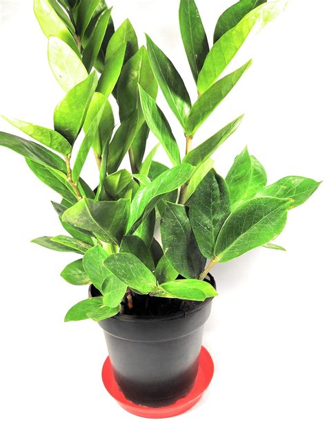 Urban Green Zone ZZ Plant | Zamioculcas Zamiifolia | Live Indoor Plant ...
