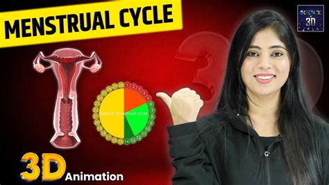 How Periods Work Animation 的图像结果