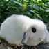 Image result for Holland Lop Rabitts