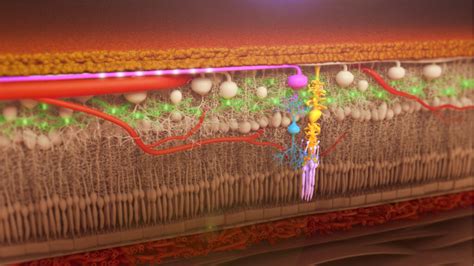 Medication Animation 的图像结果