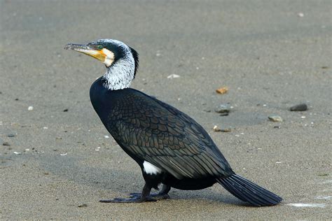 What Is A Cormorant