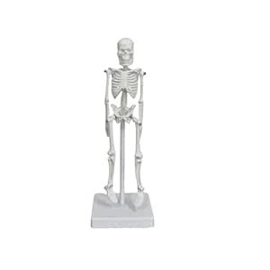 Mini Human Skeleton Model, Portable 7-Inch Skeleton Model with ...