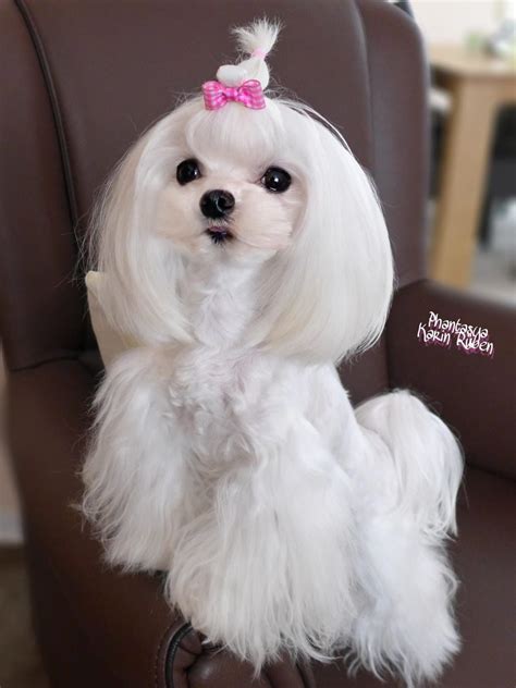 30 best maltese haircuts for dog lovers – Artofit