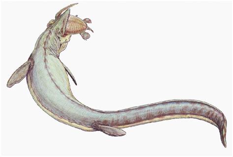 Image result for Mosasaurus